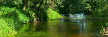 Zgłowiączka